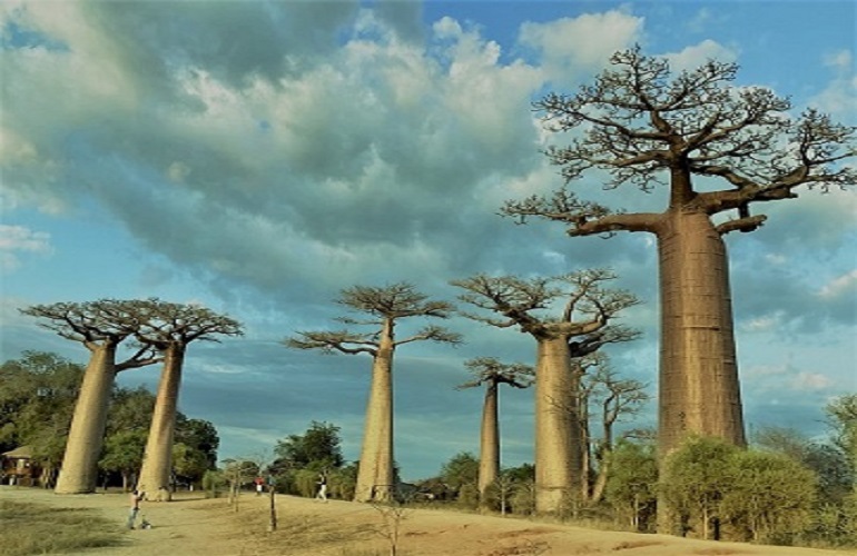 baobab trees